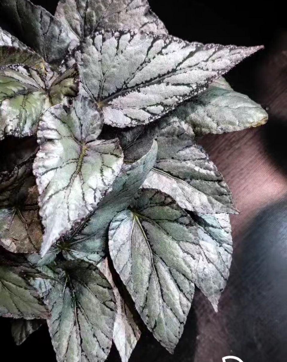 Begonia Arctic Freeze