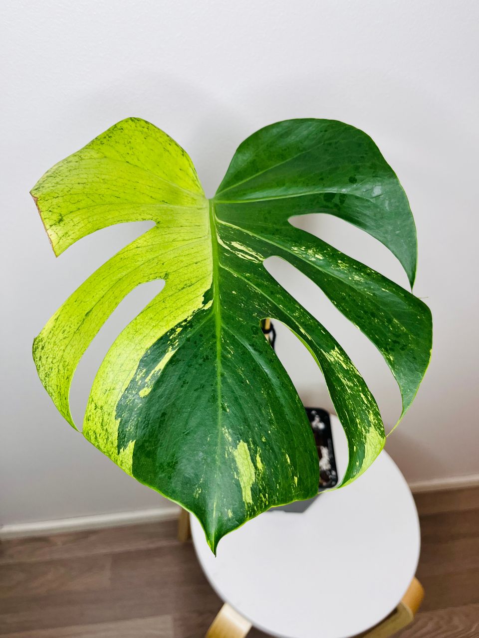 Monstera aurea - vain nouto Turku