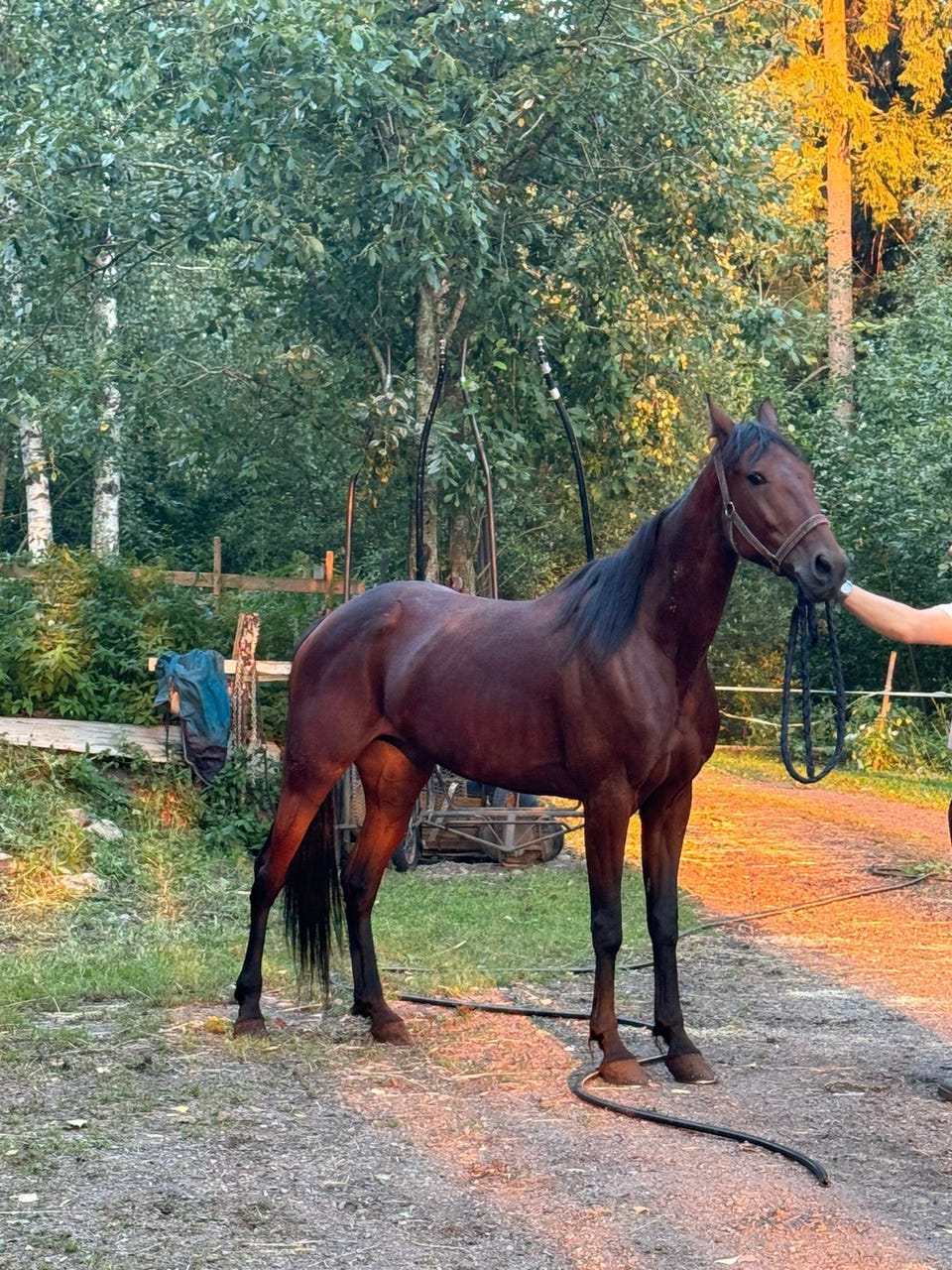 L mminveriset Hevoset Myyd n Tori l-mminveriset-hevoset-myyd-n-tori