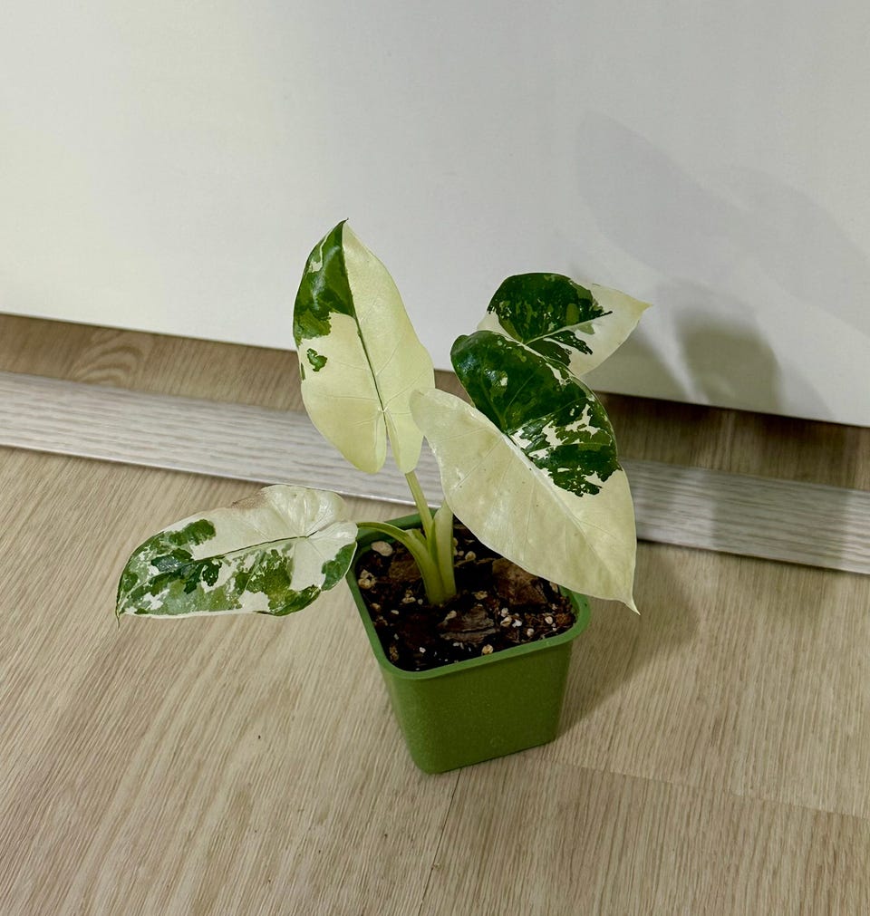 peikonlehti-monstera-thai-constellation-tori