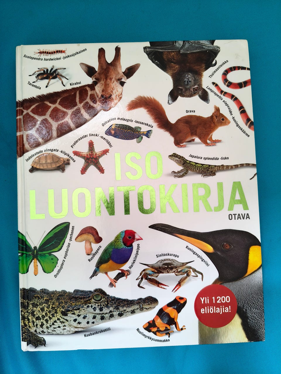 Kuvagalleria