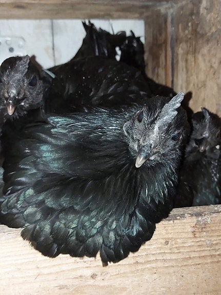 Product image 7 of 10