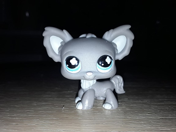 Lps chihuahua