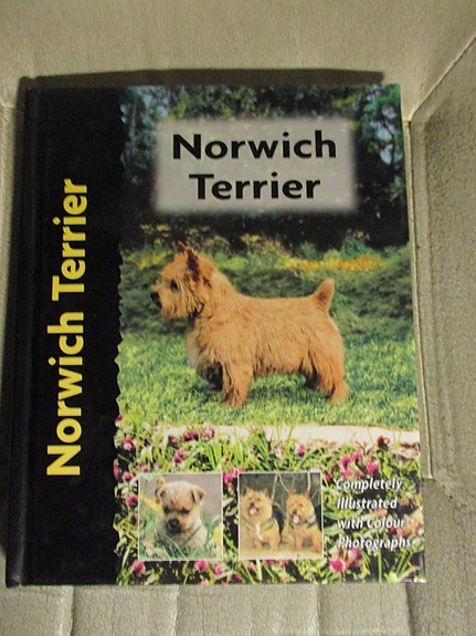 Norwich terrier