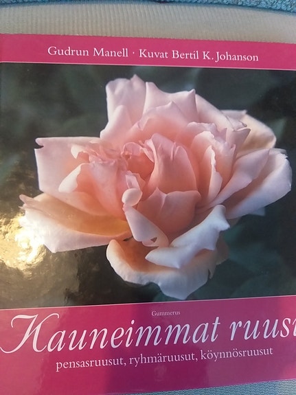Kauneimmat ruusut