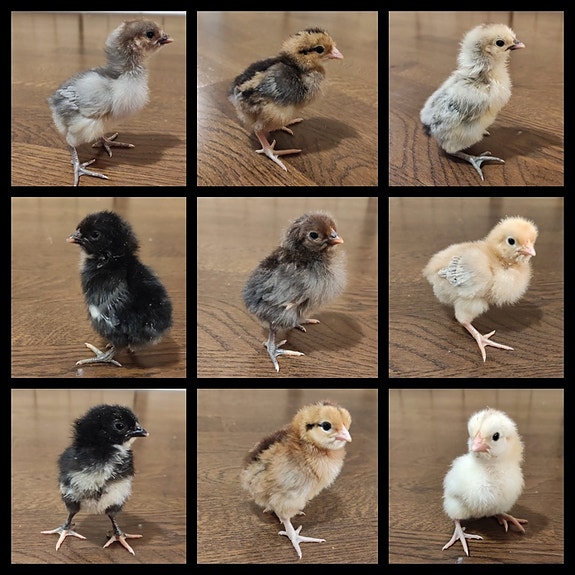 Product image 4 of 10