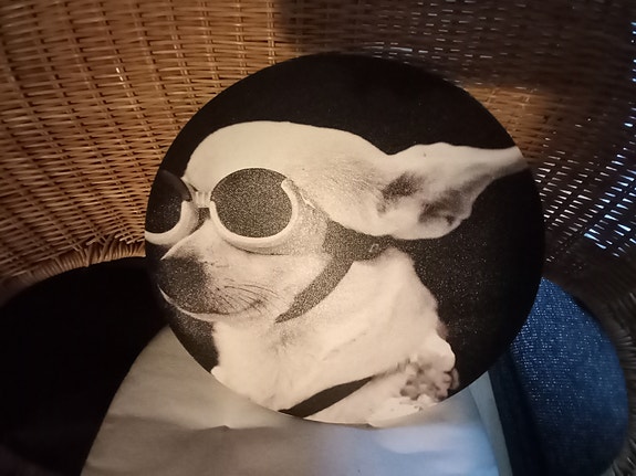 Koristevalokuva, koira ajolaseilla