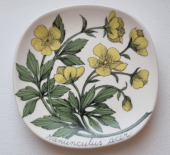 Esteri Tomula lautanen Ranunculus acer