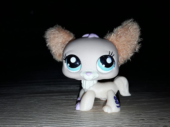 Lps chihuahua