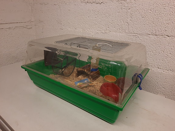 Hamsterin Duna + tarvikkeet