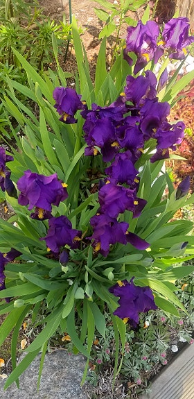 Kaunis Iiris