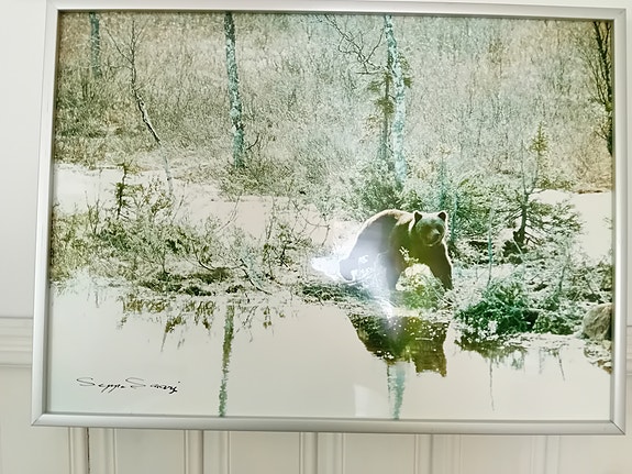 Karhu taulu  ( valokuva,Seppo Saari)