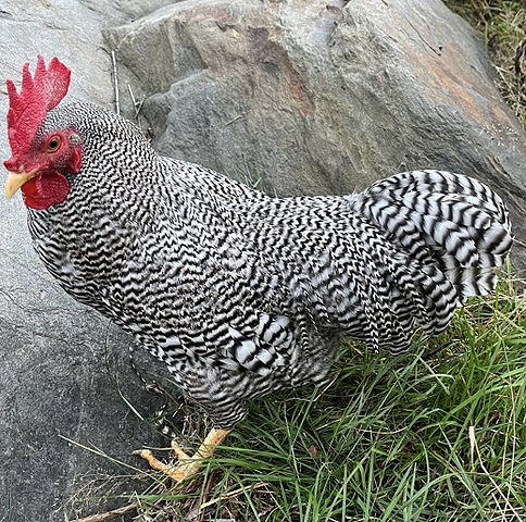 Product image 1 of 7