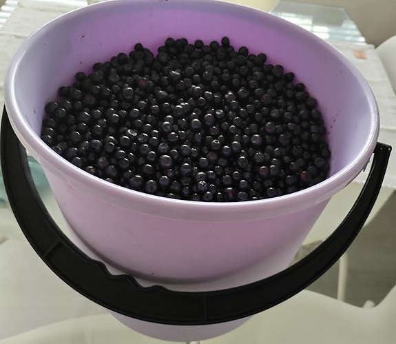 Salo Tuoretta Mustikkaa 40 Eur/8 l