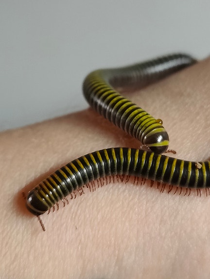 Product image 1 of 10