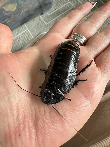 Product image 8 of 10