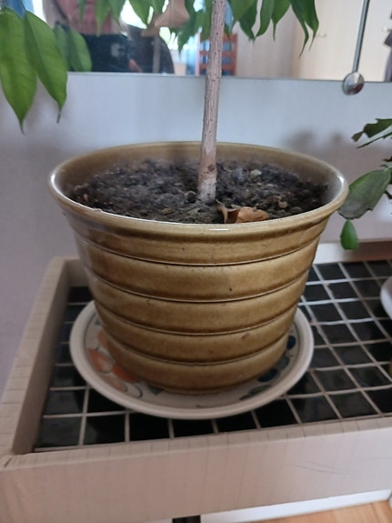 Arabia kukkaruukku