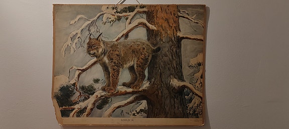 Ilves opetustaulu