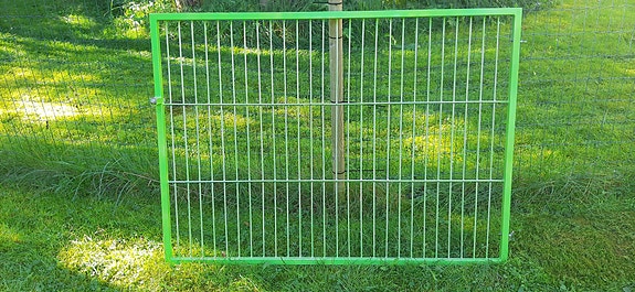 Koiraportti