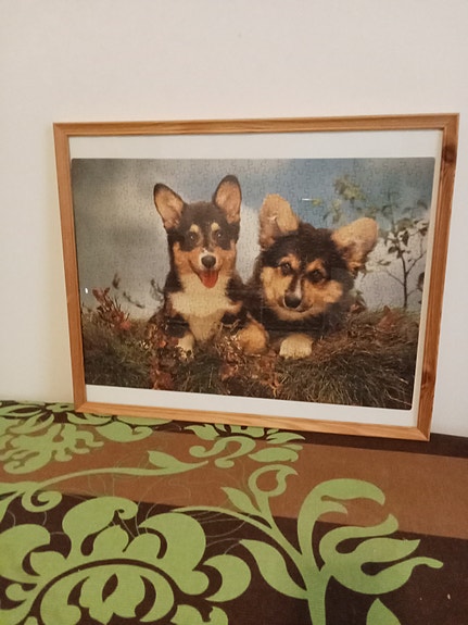 Welsh corgi taulu
