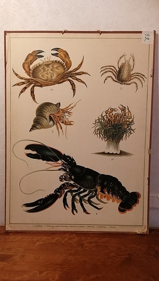 Rapu opetustaulu