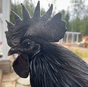 Product image 4 of 9