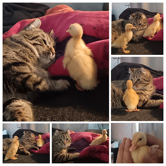 Product image 4 of 7