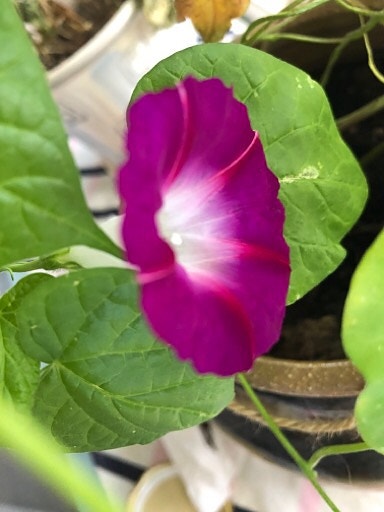 Päivänsini siemeniä erikoinen violetti kukka, köynnös