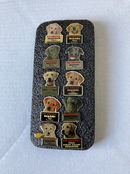 10 Labrador koirapinssiä