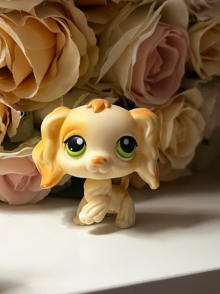 lps koira