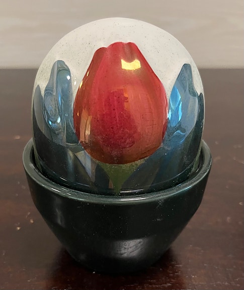 Arabia ikikukka tulppaani