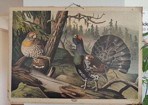 Koulutaulu metsot