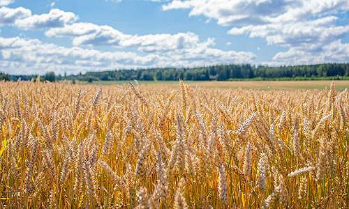 Kaupan Lantmännen agro Oulu bannerikuva