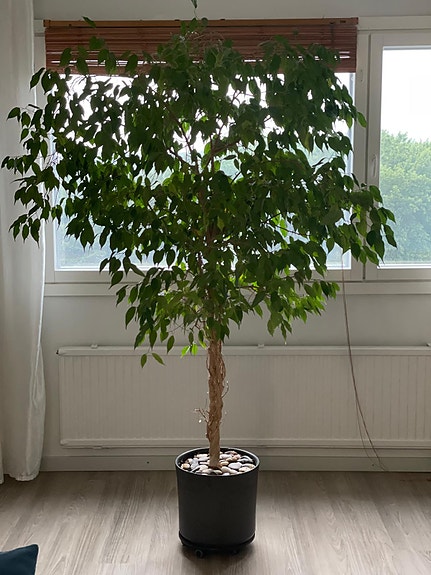 Iso huonekasvi/ iso rukku pyörät alla, helppo liikku