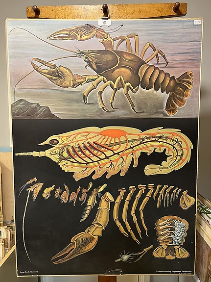 Rapu opetustaulu