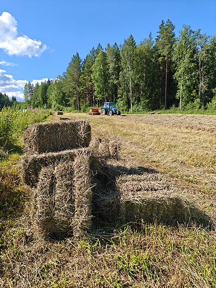 Pikkupaaleja heinää