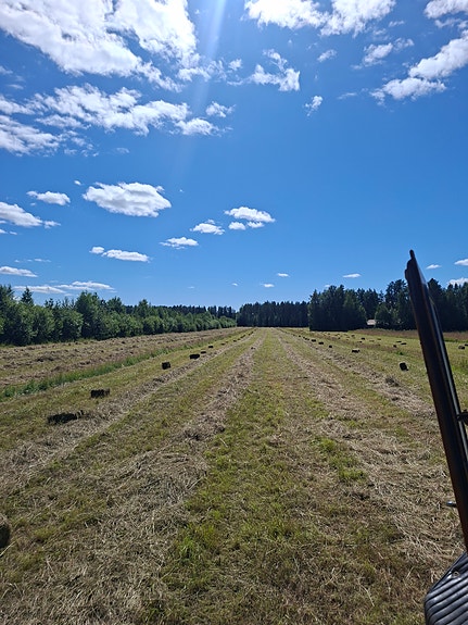 Kuivaa heinää Pienpaaleissa
