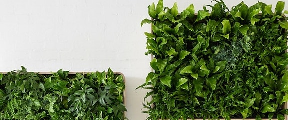 Kasvi tukki Salvia uudet 2 pkt