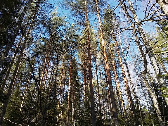 puuta