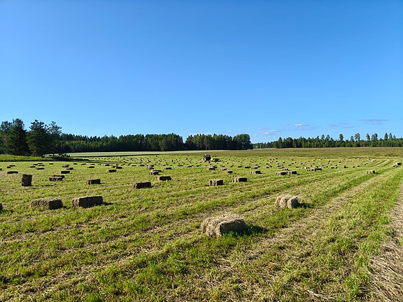 Kuivaa heinää
