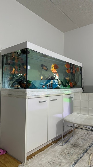 600l Akvaario ja fx6 filteri ja kalat