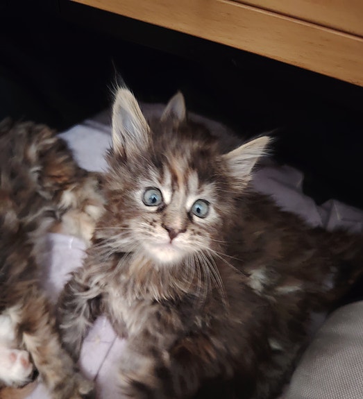 Product image 8 of 10