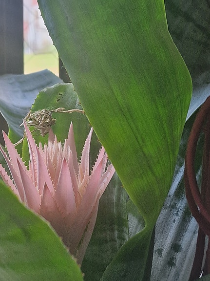 Kukka /Ananas