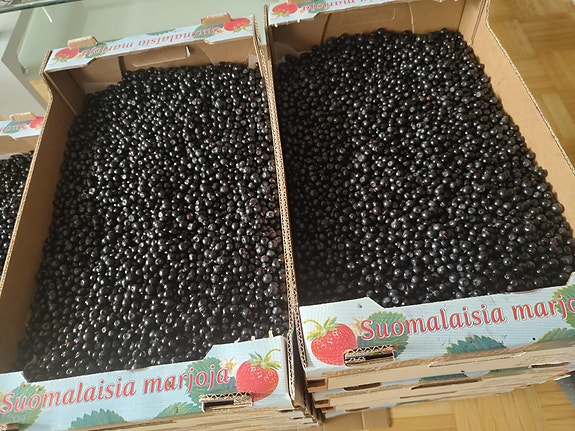 Mustikoita 5kg