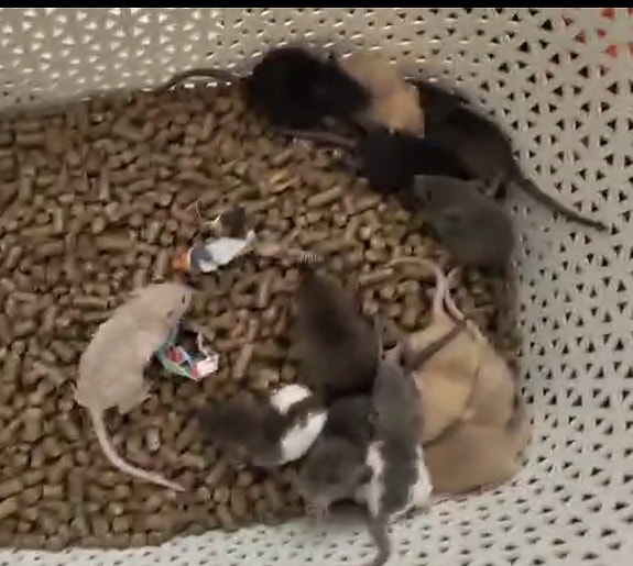 Kesyrotta, Kesyrottia, rottavauvoi, rat babies