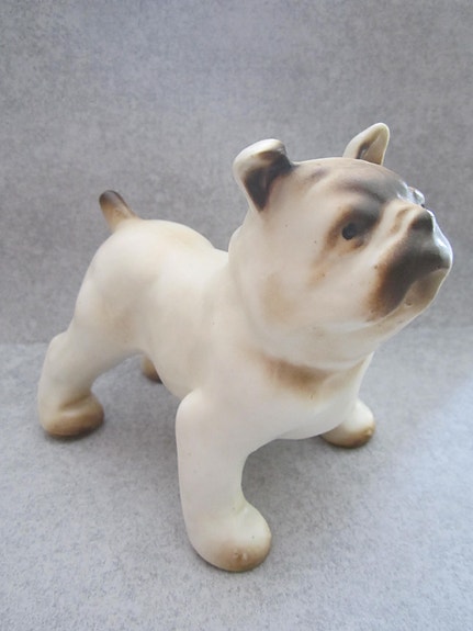 Arabian Bulldog