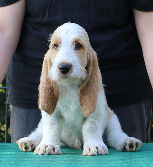 Grand Basset Hound Basset Griffon Rescue Basset Vendeen Puppies