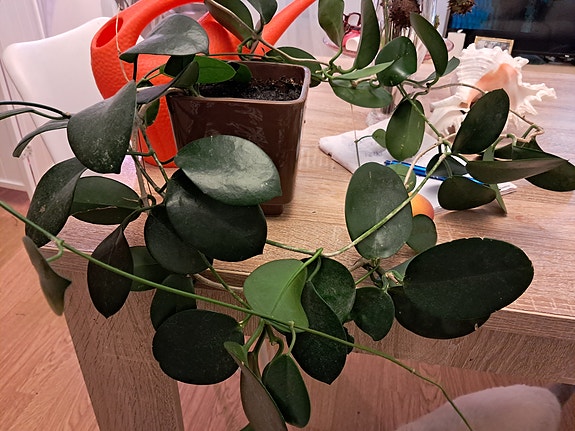 Hoya kasvi