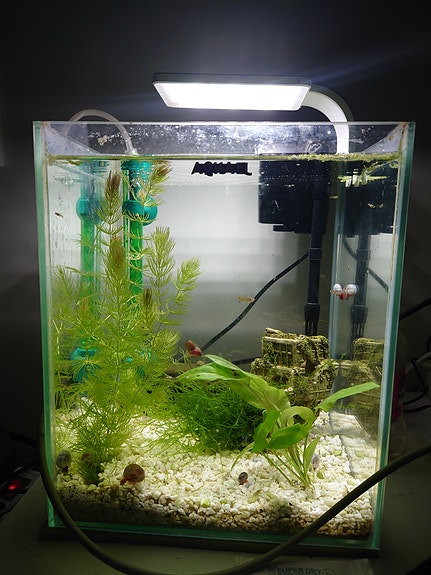 Nano akvaario