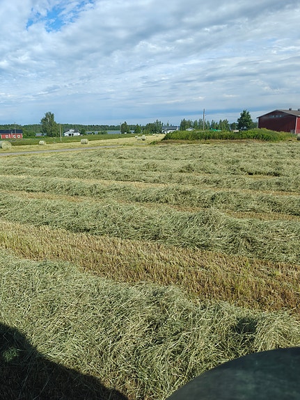 Kuivaa heinää pyöröpaaleissa 2025 satoa